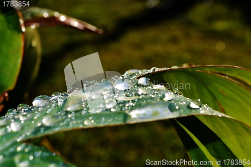 Image of Raindrops on lily leafs