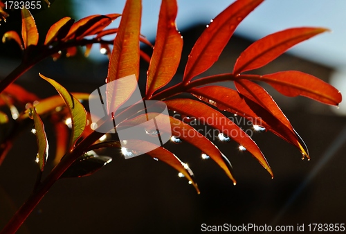 Image of Raindrops on red leafs
