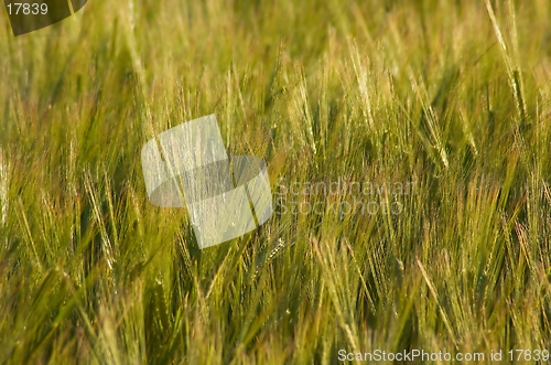 Image of Wheat