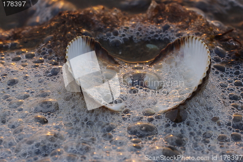 Image of Seashell in foam