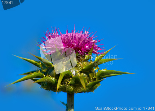 Image of Scottish Thistle