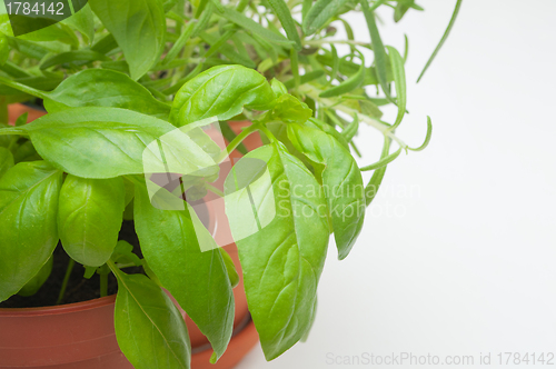 Image of Potted Herbs 