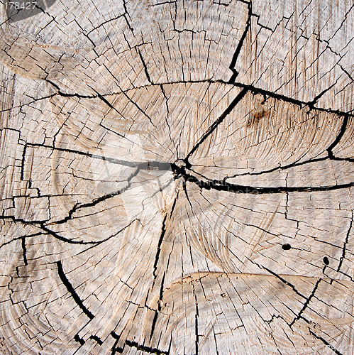 Image of Textures – Tree Stump