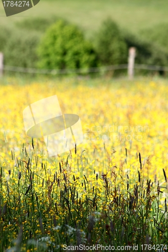 Image of german summer meadow