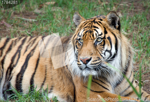 Image of sumatran tiger