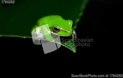 Image of green tree frog