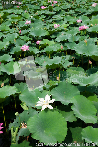 Image of water lillies