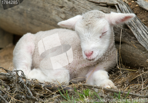Image of young lamb on the farm