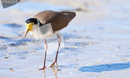 Image of masked lapwing on beach