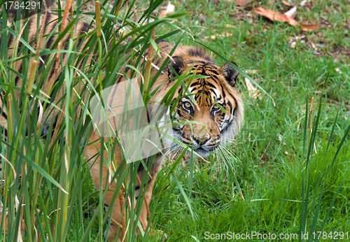 Image of sumatran tiger