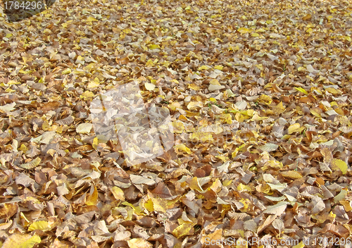 Image of autumn leaves