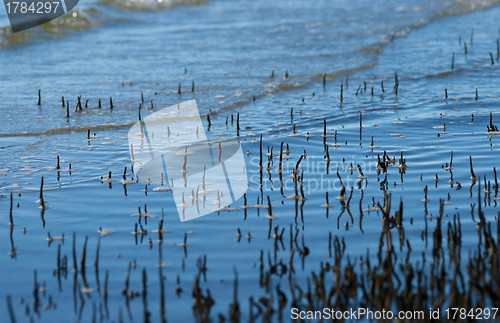 Image of mangrove roots