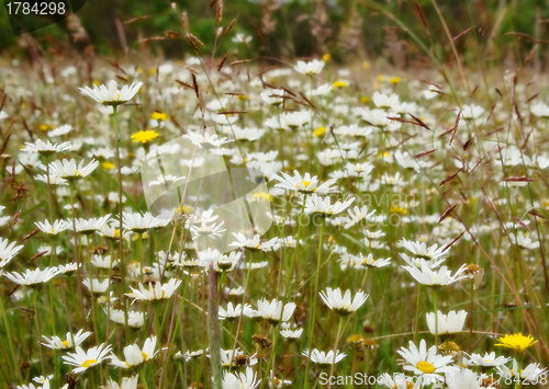 Image of field of flowers