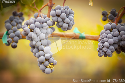 Image of Lush, Ripe Wine Grapes on the Vine