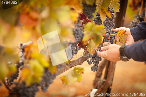 Image of Farmer Inspecting His Ripe Wine Grapes