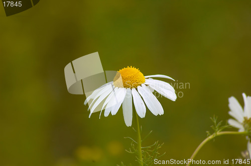 Image of Daisey