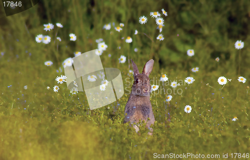 Image of Curious Rabbit