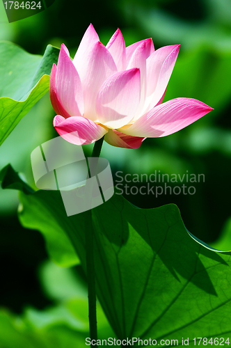 Image of Lotus flower blooming in pond