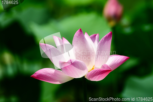 Image of Lotus flower blooming in pond