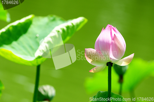 Image of Lotus flower blooming in pond