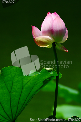 Image of Lotus flower blooming in pond