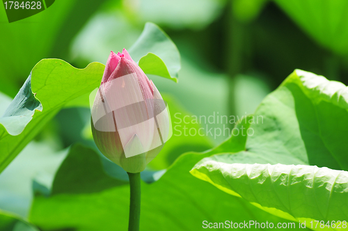 Image of Lotus bud in pond