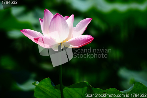 Image of Lotus flower blooming in pond