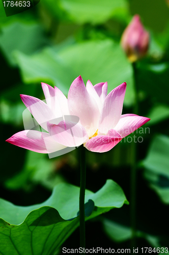 Image of Lotus flower blooming in pond