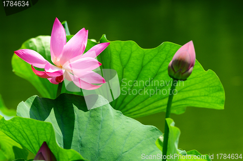 Image of Lotus flower blooming in pond