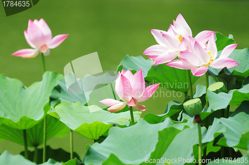 Image of Lotus flowers blooming in pond