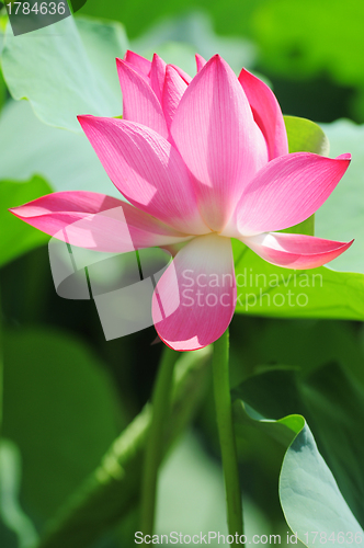 Image of Lotus flower blooming in pond