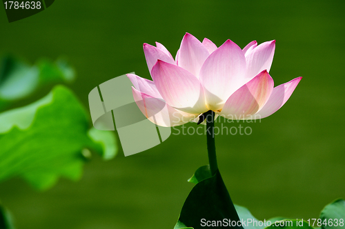 Image of Lotus flower blooming in pond