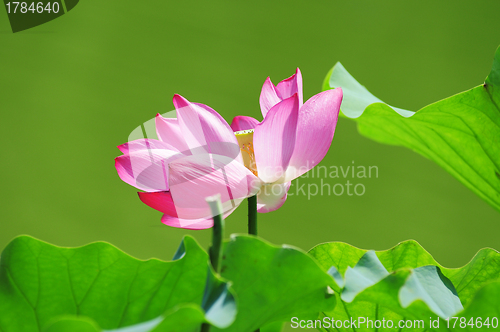 Image of Lotus flower blooming in pond