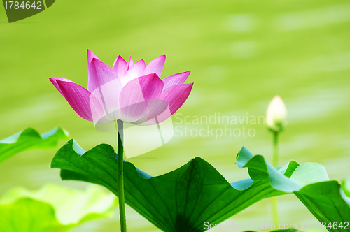 Image of Lotus flower blooming in pond