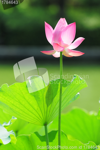 Image of Lotus flower blooming in pond