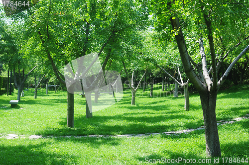 Image of Green woods in the sunlight