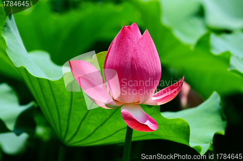 Image of Lotus flower blooming in pond