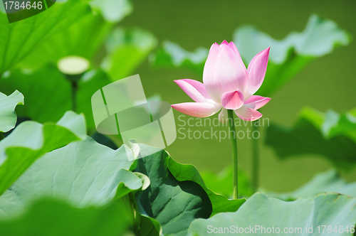 Image of Lotus flower blooming in pond