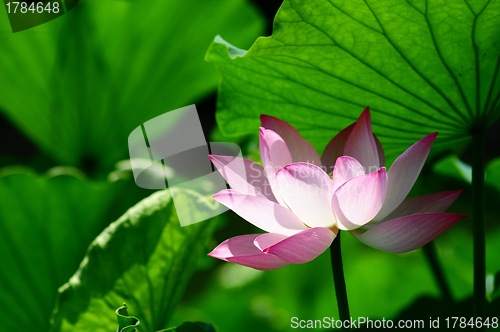 Image of Lotus flower blooming in pond