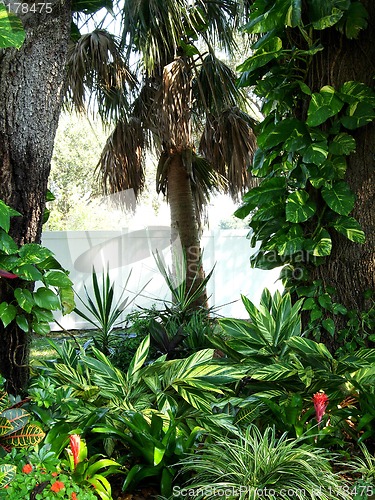 Image of tropical garden