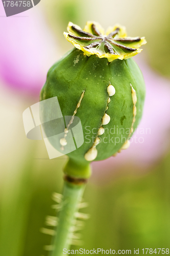 Image of Poppy with milk