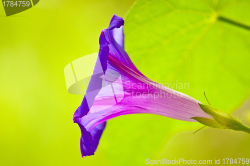 Image of morning glory, drug of the aztekes