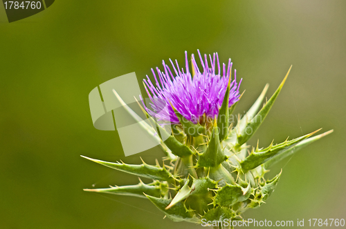 Image of holy thistle