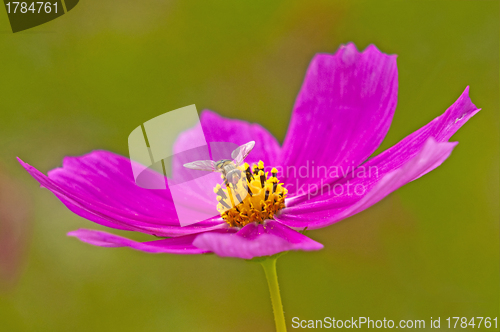 Image of cosmea with fly