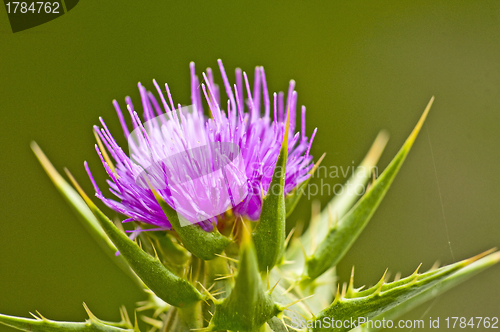 Image of holy thistle