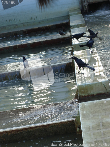 Image of Gorgeous Ravens