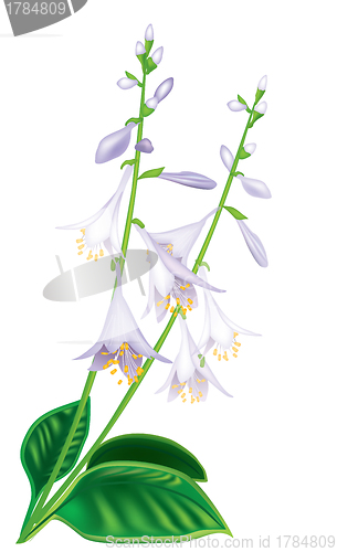 Image of Flower host