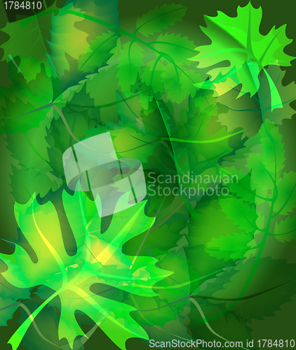 Image of Foliage background