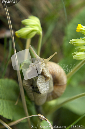 Image of Close-up of burgundy snail