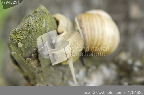 Image of Close-up of burgundy snail